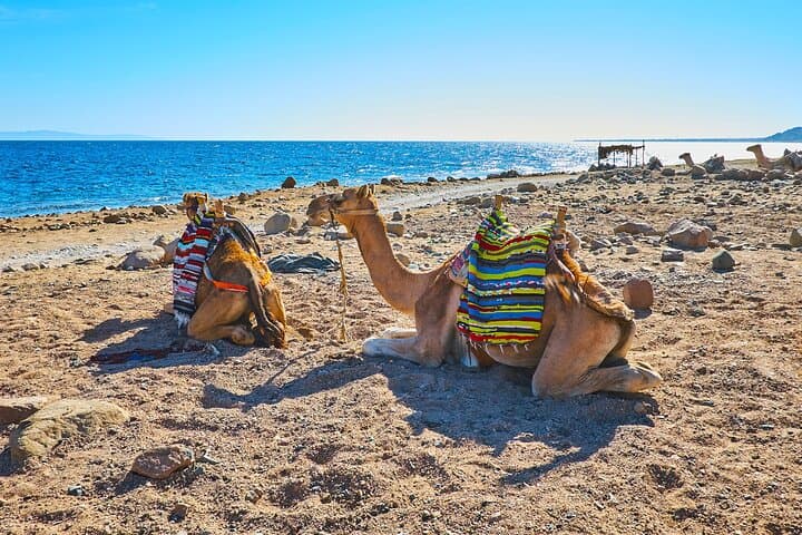 Sharm El-Sheikh 5-in-1 Desert Adventure: Quad Biking, Camels & Stargazing photo 1