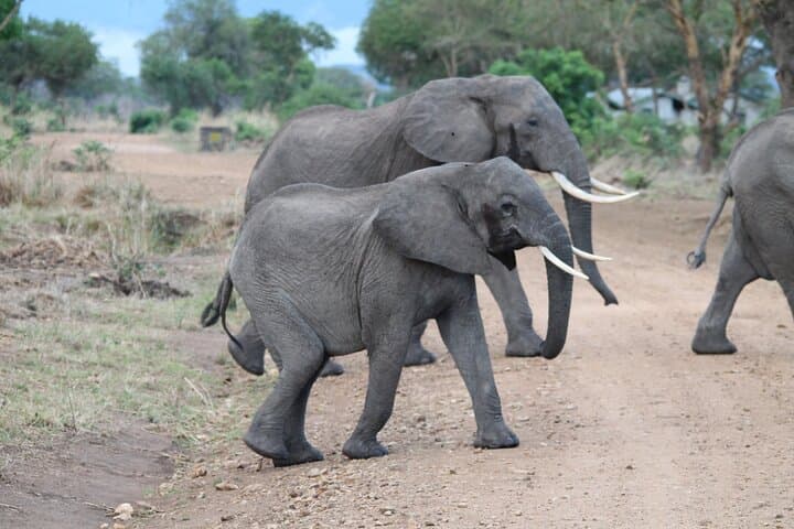 Two-Day Private Mikumi Safari: Lions, Elephants & Uluguru Mountain Views photo 4