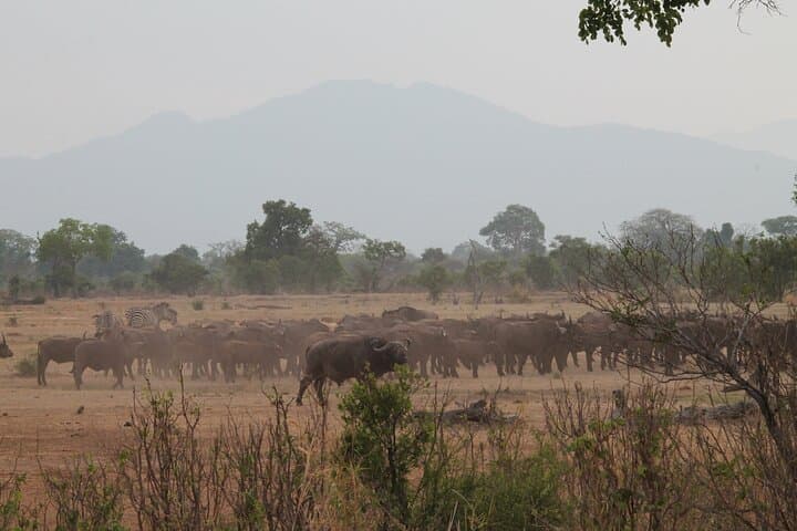Two-Day Private Mikumi Safari: Lions, Elephants & Uluguru Mountain Views photo 5