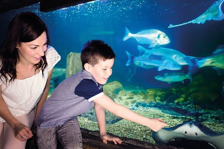 SEA LIFE Munich: Ocean Tunnel, 20+ Sharks & Family-Friendly Aquarium in Olympic Park photo 2