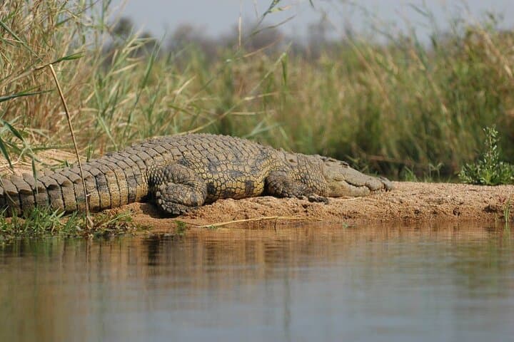 Two-Day Private Mikumi Safari: Lions, Elephants & Uluguru Mountain Views photo 6