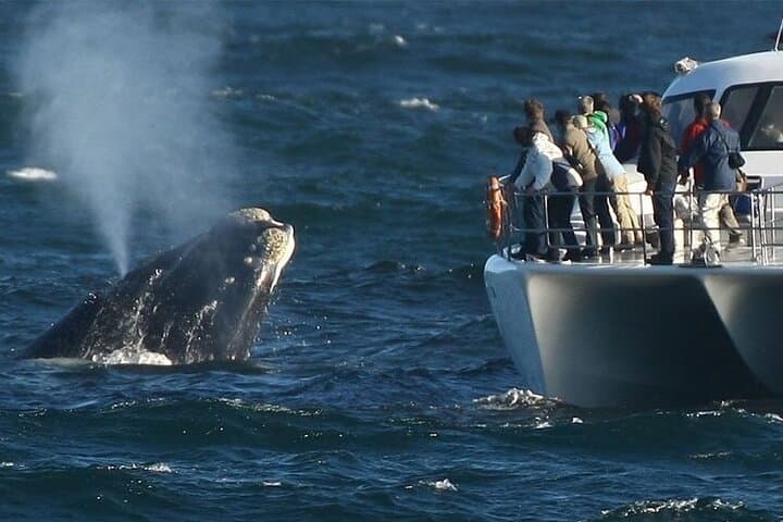 5-Day Cape Town Highlights Tour — Table Mountain, Cape Point & Robben Island photo 5