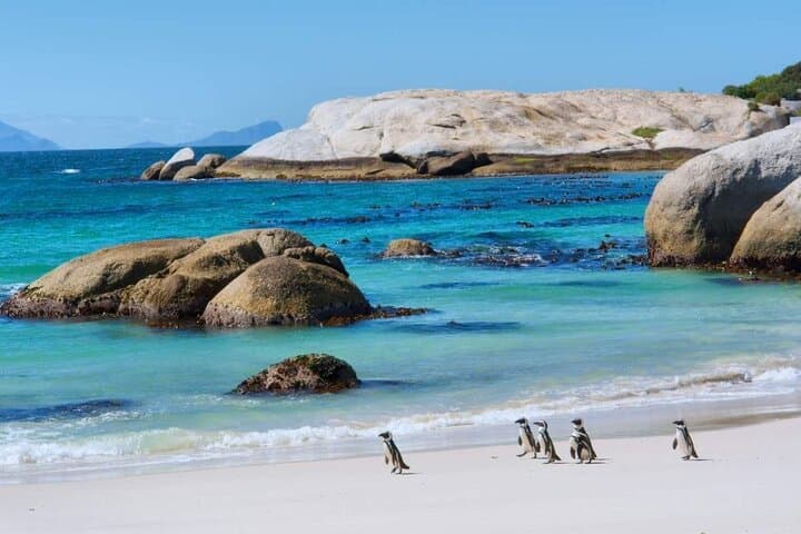 6-Day Cape Town Highlights Tour: Table Mountain, Robben Island & Winelands photo 4