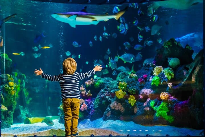 SEA LIFE Timmendorfer Strand: Explore Baltic Seas & Tropical Tanks