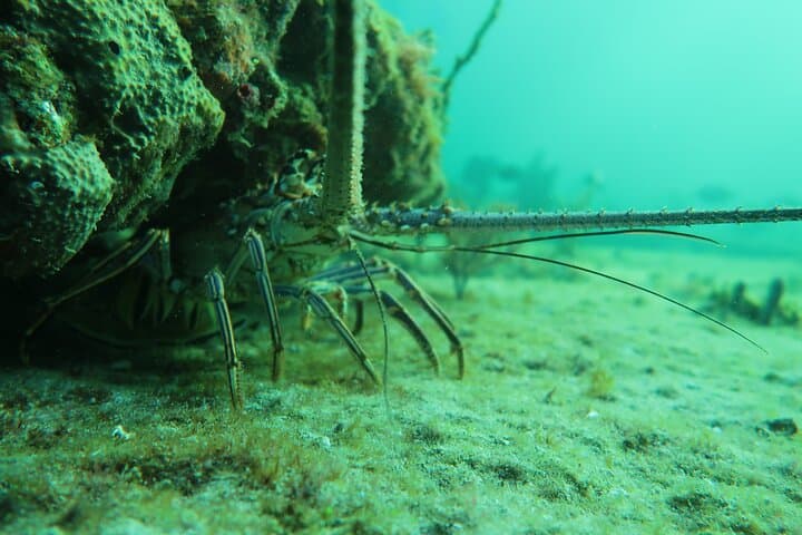 West Palm Beach Private Scuba Experience: Expert-Led Introductory Dive photo 3