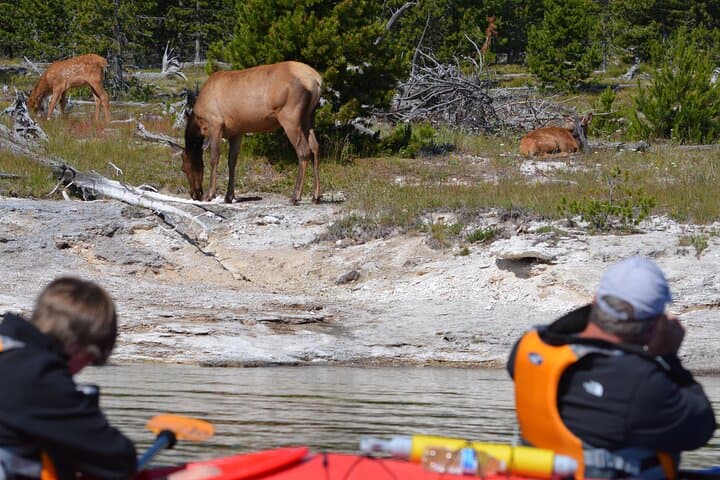 Paddle Yellowstone Lake: Half-Day Kayak Tour Through Geothermal Wonders photo 4