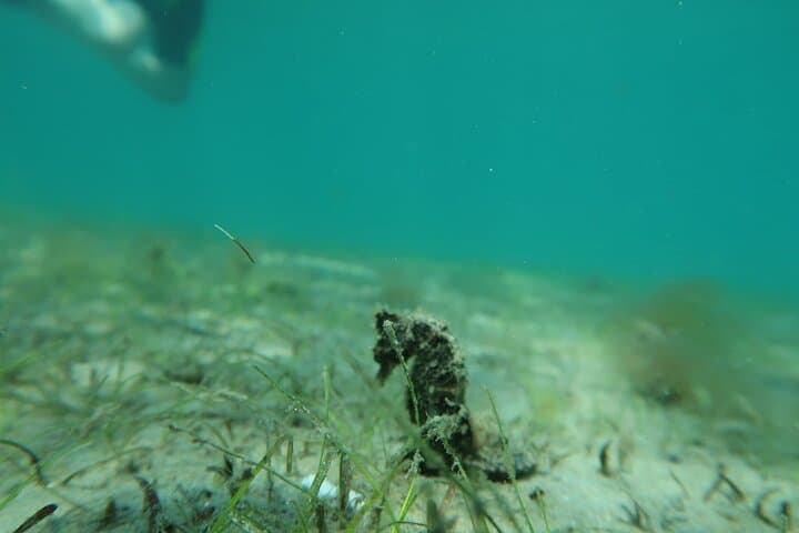 Private Luxury Snorkel Tour in West Palm Beach — Expert Instructor & Wetsuits Included photo 5