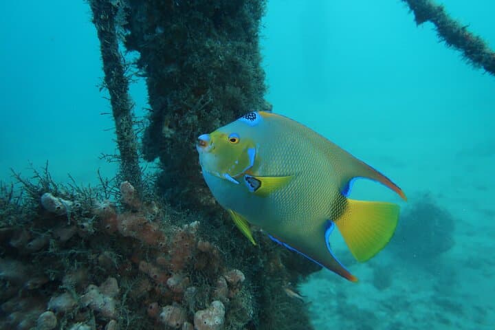 Private Luxury Snorkel Tour in West Palm Beach — Expert Instructor & Wetsuits Included photo 6