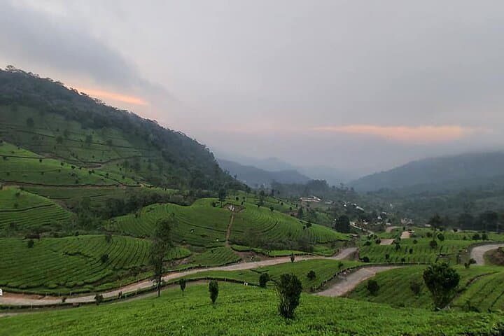 Private 5-Day Kerala Tour: Munnar, Periyar & Alleppey Houseboat photo 3