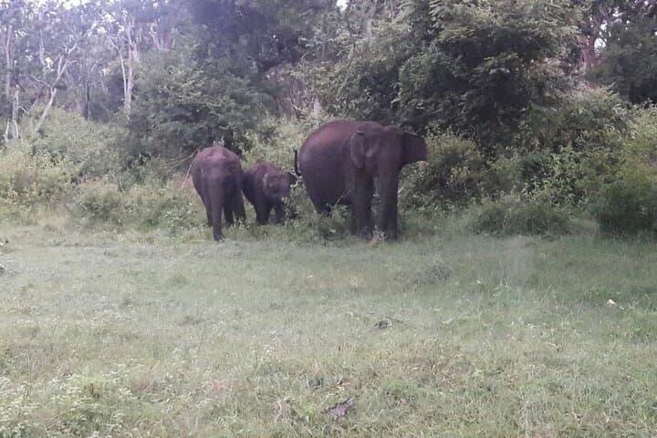 Private 5-Day Kerala Tour: Munnar, Periyar & Alleppey Houseboat photo 4