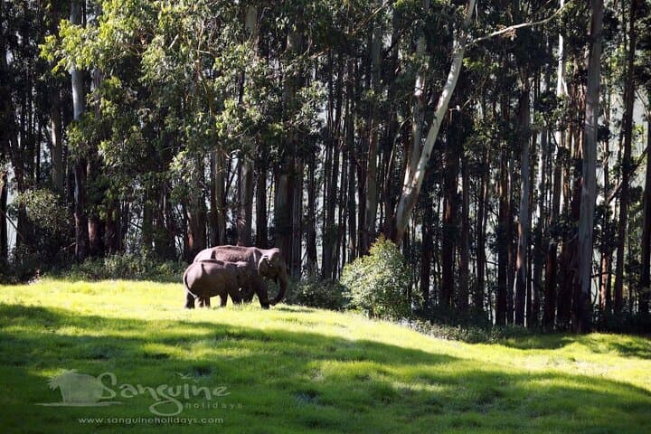 Private 5-Day Kerala Tour: Munnar, Periyar & Alleppey Houseboat photo 5