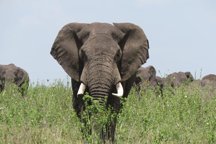 9-Day Tanzania Safari: See the Great Wildebeest Migration photo 4