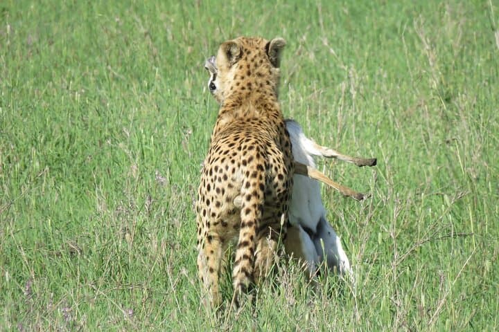 9-Day Tanzania Safari: See the Great Wildebeest Migration photo 6