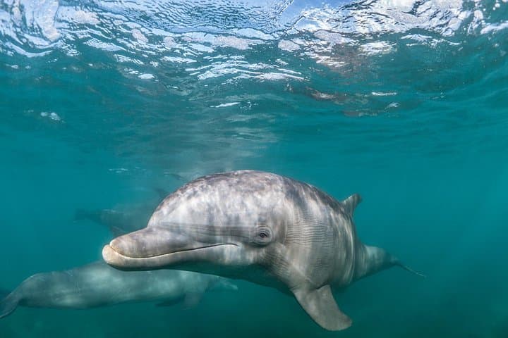 Half-Day Dolphin Watching Cruise from Lagos — Ponta da Piedade & Sea Caves photo 2