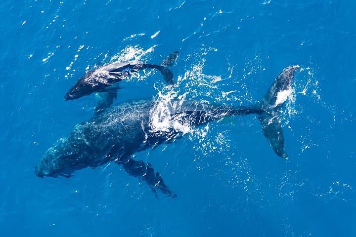 Half-Day Dolphin Watching Cruise from Lagos — Ponta da Piedade & Sea Caves photo 5