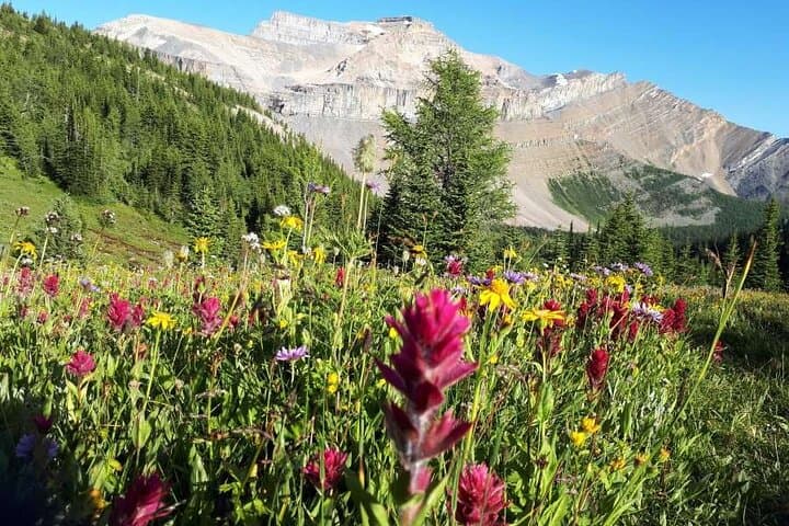 Skoki Backcountry Guided Hike from Lake Louise — Van Shuttle to Alpine Lakes