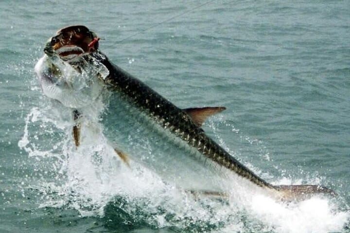 6-Hour Miami Inshore Fishing Trip: Explore Biscayne Bay’s Coastal Flats photo 3