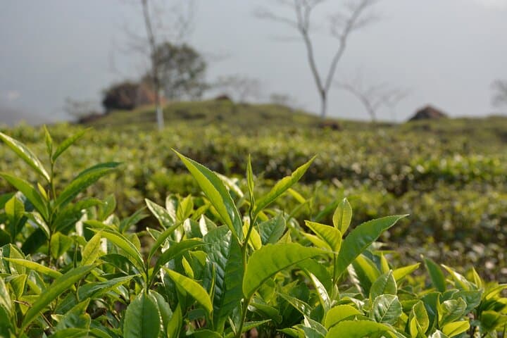 Splendors of North East India: 11-Day Darjeeling & Sikkim Scenic Tour photo 2