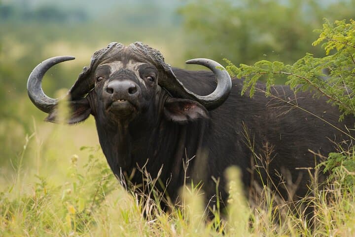 Kruger National Park Private-Guide Wildlife Safari: Big Five Day Drive photo 3