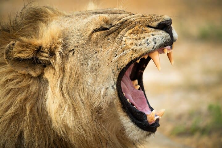 Kruger National Park Private-Guide Wildlife Safari: Big Five Day Drive photo 6