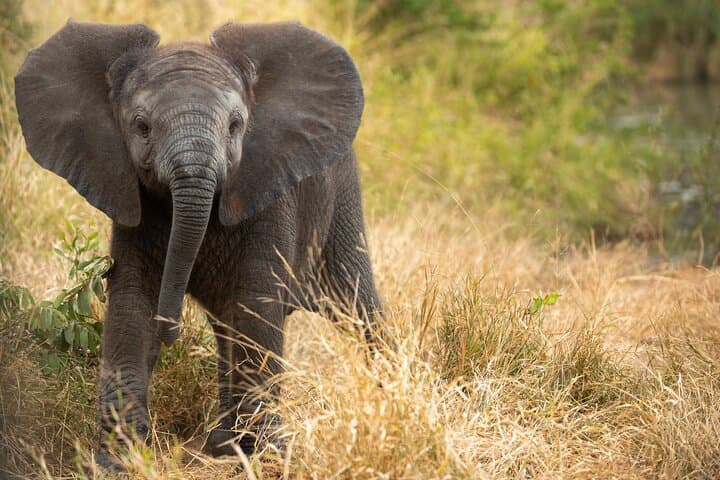 Kruger National Park Private-Guide Wildlife Safari: Big Five Day Drive photo 5