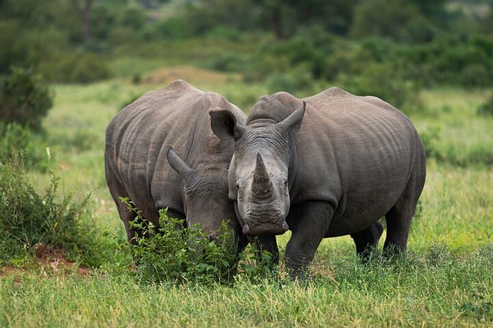 Kruger National Park Private-Guide Wildlife Safari: Big Five Day Drive photo 4