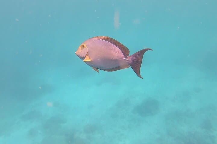 Snorkeling Caño Island from Drake Bay: Full-Day Tour with Lunch photo 2