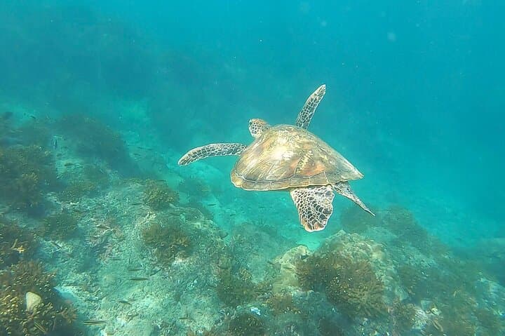 Snorkeling Caño Island from Drake Bay: Full-Day Tour with Lunch photo 3