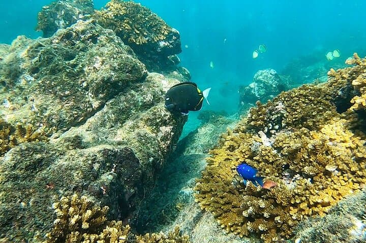 Snorkeling Caño Island from Drake Bay: Full-Day Tour with Lunch photo 4