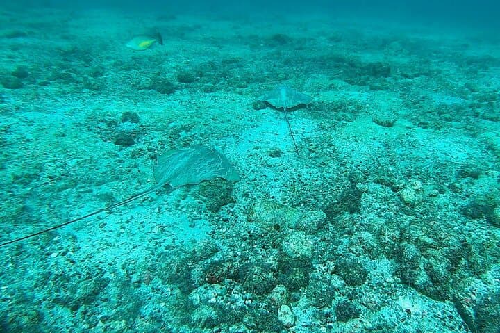 Snorkeling Caño Island from Drake Bay: Full-Day Tour with Lunch photo 6