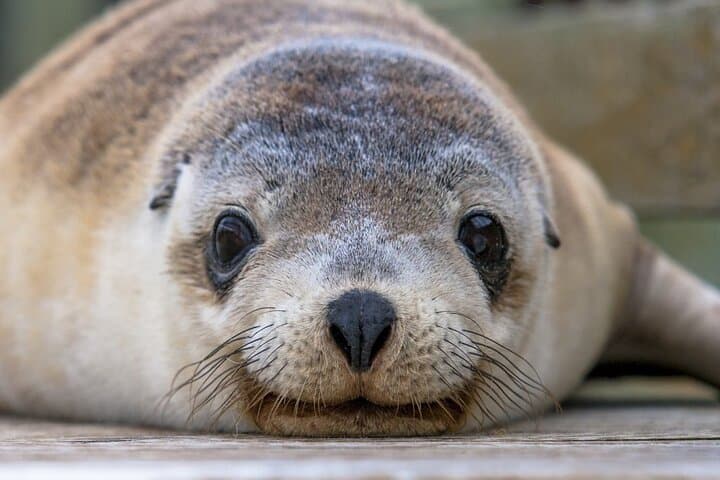 Adelaide to Kangaroo Island: 5-Day Wildlife, Wine & Coast Explorer photo 3
