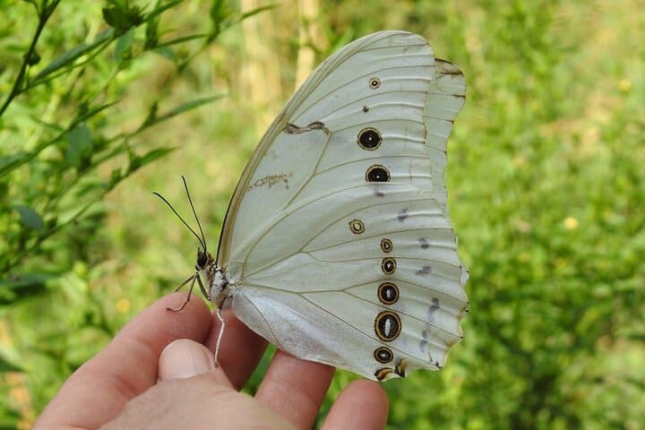 Butterfly Sanctuary & Heritage Museum Guided Tour — Puerto Vallarta photo 3