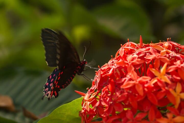 Butterfly Sanctuary & Heritage Museum Guided Tour — Puerto Vallarta