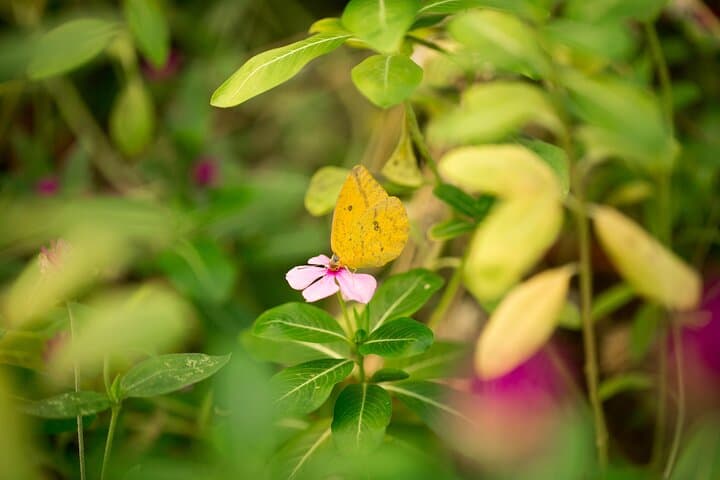 Butterfly Sanctuary & Heritage Museum Guided Tour — Puerto Vallarta photo 2