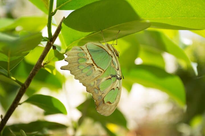 Butterfly Sanctuary & Heritage Museum Guided Tour — Puerto Vallarta photo 4