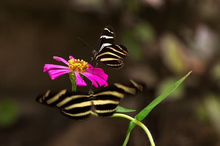 Butterfly Sanctuary & Heritage Museum Guided Tour — Puerto Vallarta photo 5