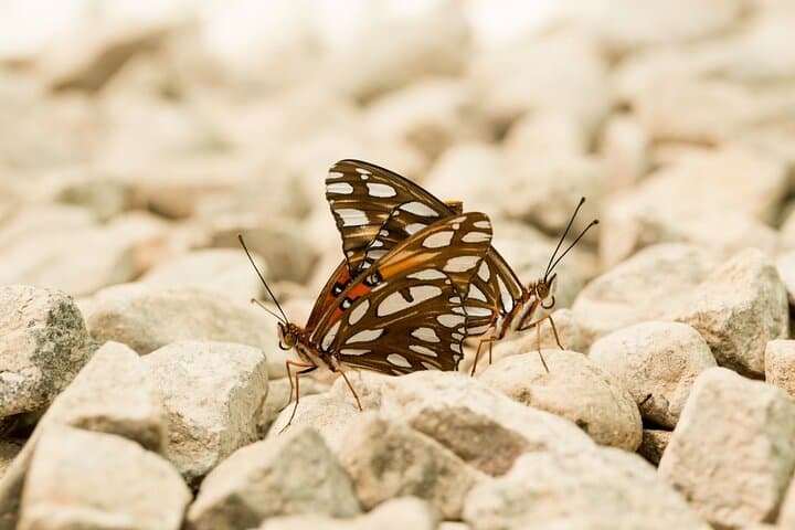 Butterfly Sanctuary & Heritage Museum Guided Tour — Puerto Vallarta photo 6