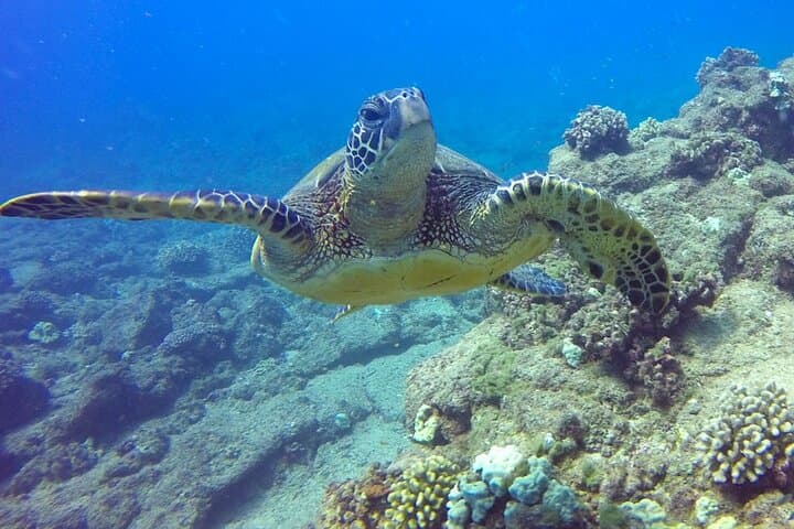 Ultimate Na Pali Coast Zodiac Snorkeling and Sea Cave Adventure from Kekaha photo 4