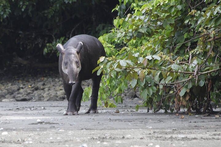 Sirena Overnight in Corcovado: 2-Day Rainforest Trek from Drake Bay photo 3