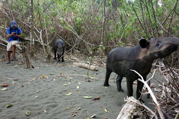 Sirena Overnight in Corcovado: 2-Day Rainforest Trek from Drake Bay photo 5