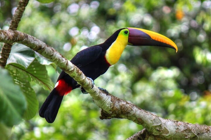 Sirena Overnight in Corcovado: 2-Day Rainforest Trek from Drake Bay photo 6
