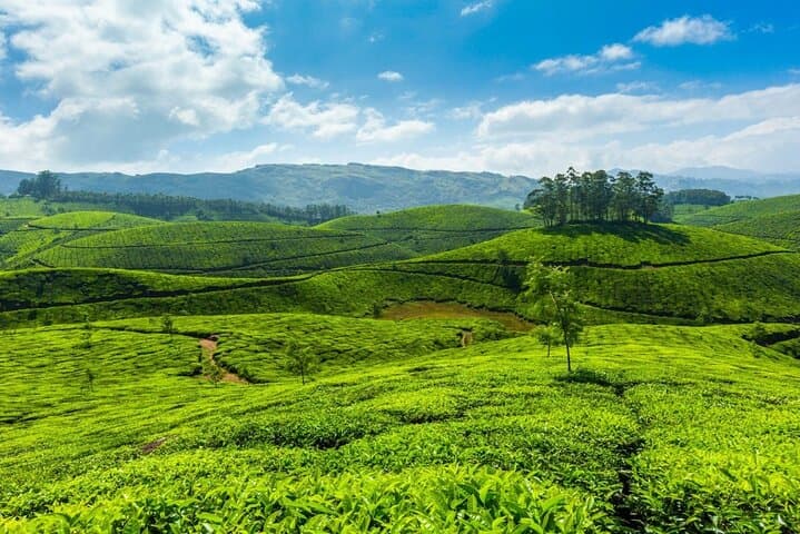 Highlights of Kerala: 13-Day Backwaters, Hill Stations & Wildlife Tour photo 4