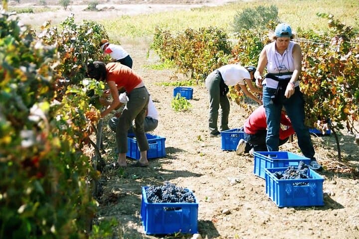 Private 7-Day Wine Tasting Tour Through Turkey: Istanbul to Pamukkale photo 6
