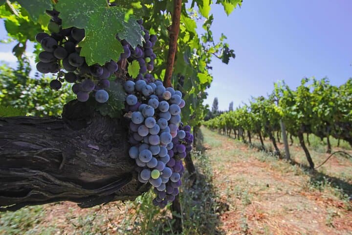 Private 7-Day Wine Tasting Tour Through Turkey: Istanbul to Pamukkale photo 4