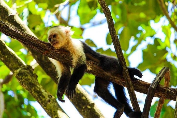 Gumbalimba Park Roatán: One-Hour Wildlife, Garden & Beach Tour photo 4