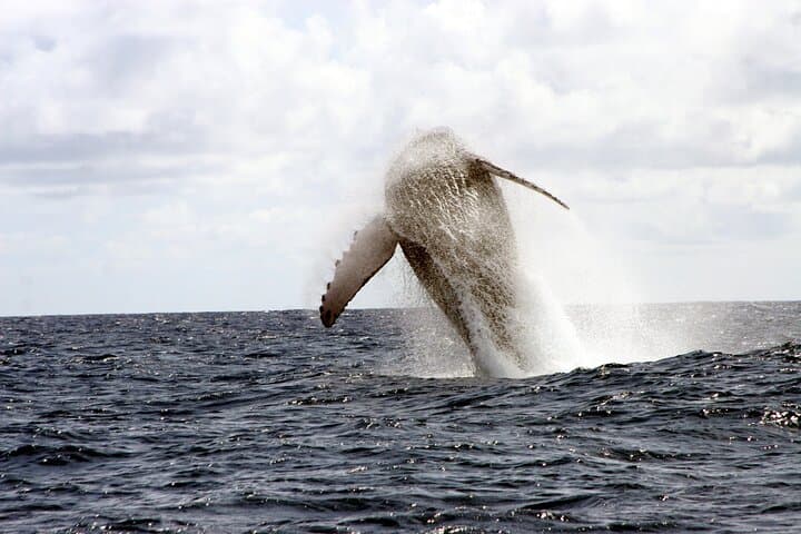 West Kauai Zodiac Whale & Dolphin Adventure — High-Speed Whale Watching photo 3