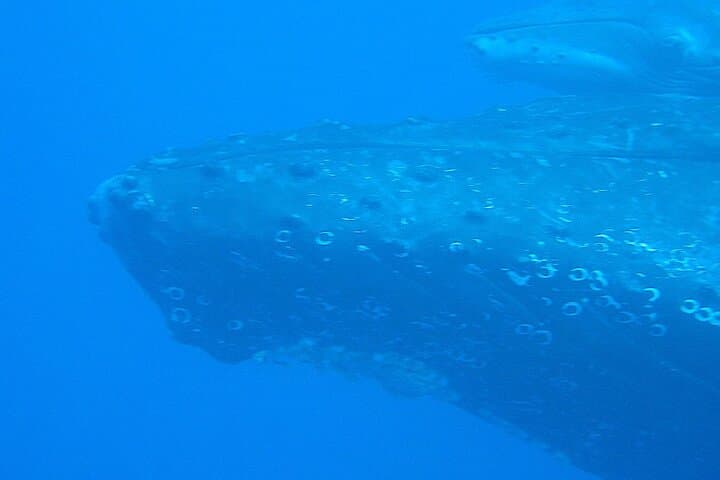West Kauai Zodiac Whale & Dolphin Adventure — High-Speed Whale Watching photo 4