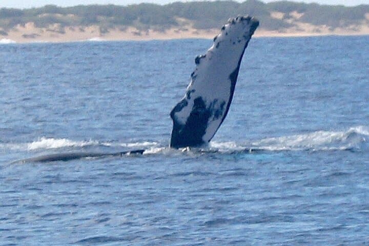 West Kauai Zodiac Whale & Dolphin Adventure — High-Speed Whale Watching photo 5
