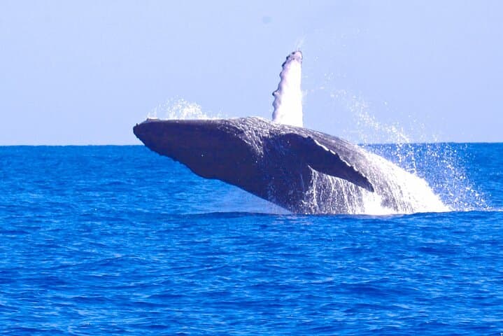 West Kauai Zodiac Whale & Dolphin Adventure — High-Speed Whale Watching