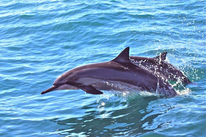 West Kauai Zodiac Whale & Dolphin Adventure — High-Speed Whale Watching photo 6